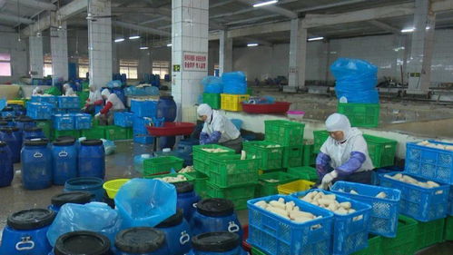 寶應縣強化藕制品企業執法檢查，依法整治藕渣亂倒問題